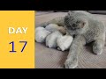 DAY 17 - Baby Kittens after Birth | Emotional