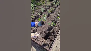Посадила землянику🍓🍓🍓