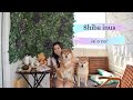 Shiba inu sí o no: Consejos, ventajas y desventajas