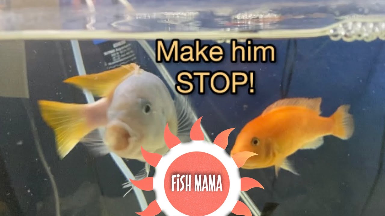 goldfish-cichlids-rainbow-fish-and-guppies-trying-frozen-brine