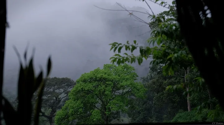 The Rhythms of Rain Explore the Rainforest Sounds That Calm the Mind thumbnail