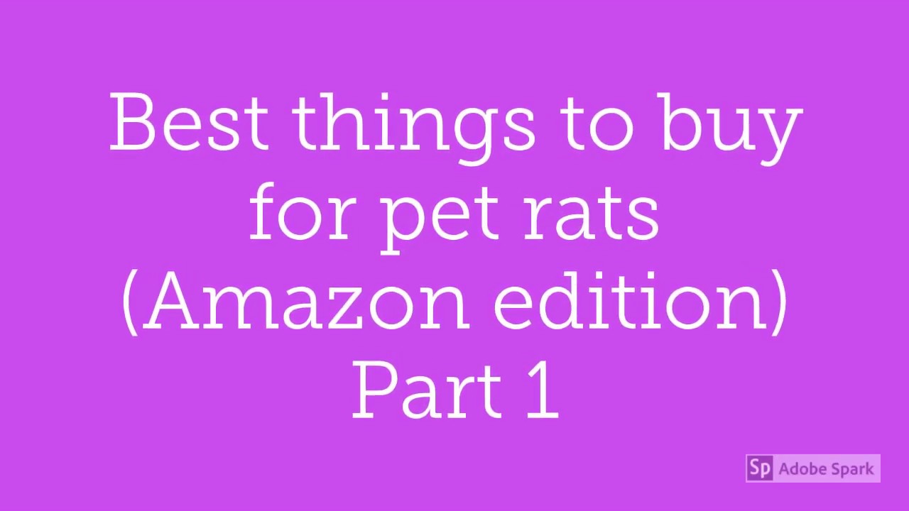 Best things to buy for pet rats YouTube