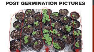 ECO Potato Stem Trial using Nutrisorb 2 0