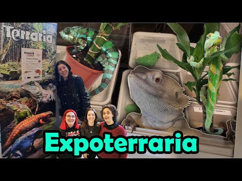 Mi Última Expoterraria 2023 ✨ en Granada ✨ Impresiones e Imágenes del evento 🐚🦎🐸🐢 | daden Reptilera