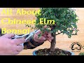 All about chinese elm bonsai  greenwood bonsai