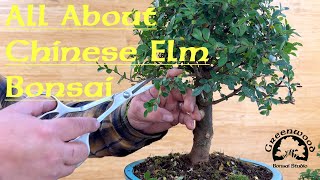 All about Chinese Elm Bonsai - Greenwood Bonsai