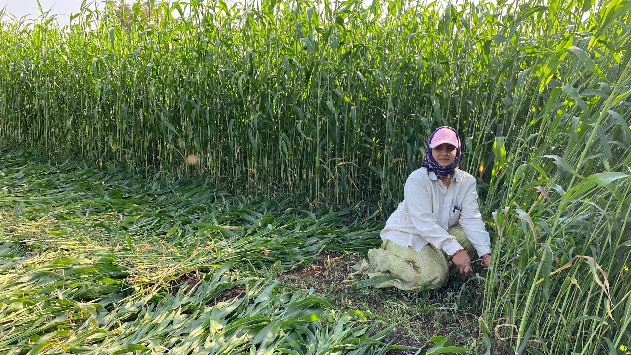 જાર વાઢવા નુ ચાલુ પસુ રાખવા કેમ જરૂરી છે