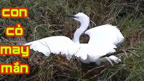 Cách làm [Bẩy Cò Trắng] kiểu truyền thống cực kỳ nhạy dính