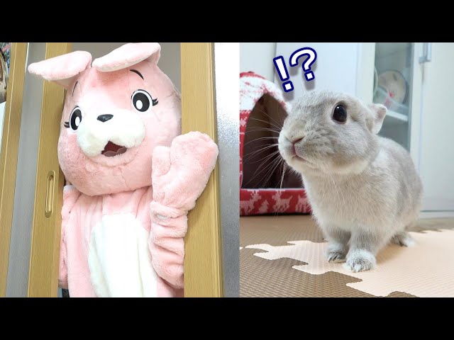 昨日まで人間だった飼い主が突然デカいうさぎになって現れたら・・・