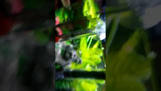 My Betta tank -aqueon 2.5 gallon desktop mini bow aquarium kit