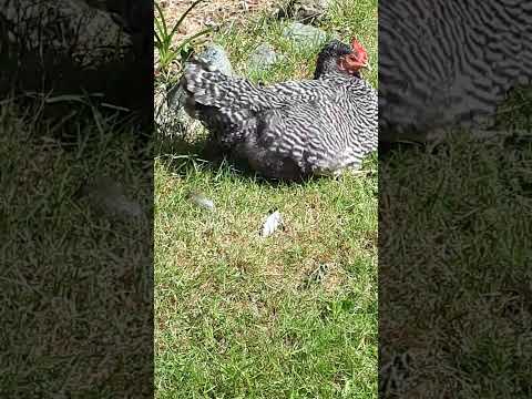 Sleeping chick #chicken