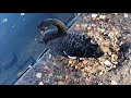 Чёрные лебеди на прудах в центре Дюссельдорфа