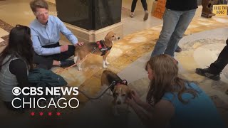 Activists demand Wisconsin governor take action to free beagles from research facility