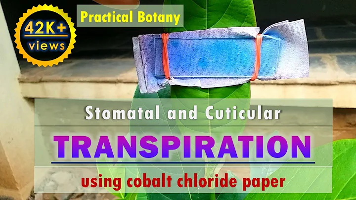 Study of Stomatal and Cuticular transpiration using Cobalt Chloride (COCl2) paper