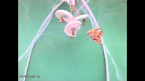 Chrysalis To Butterfly