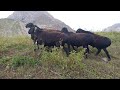 Гиссарские овцы Ходжимирзокарима,  август 2021. Пастбище Кутанкул