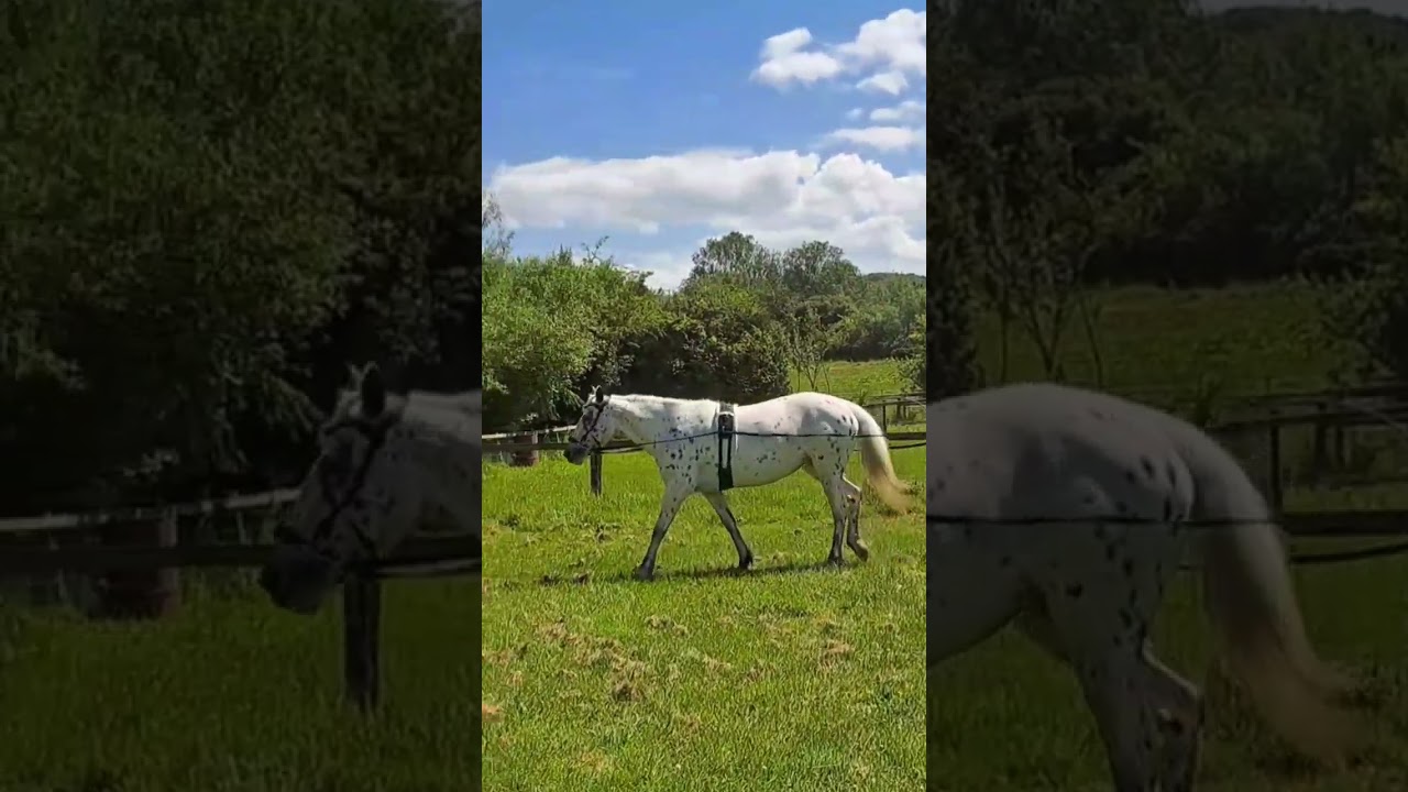 For those who said this horse was untrainable.. Let your faith be bigger than your fears 