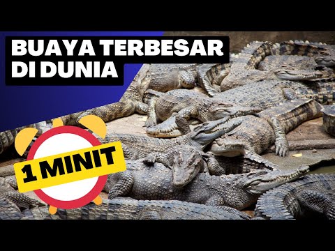 Video: Apakah buaya terbesar pernah direkodkan?