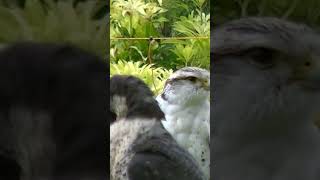 Gry Saker Falcon looking on #shorts #short