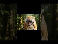 Thumbnail of Tiger roar🐅 #animals #animalshorts #tiger #roar #forest #tigers #wildlifephotography