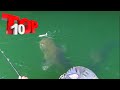 TOP 10 MOST INSANE MONSTER FISH TOPWATER ATTACK mp3