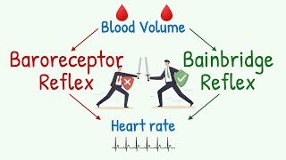 Bainbridge Reflex vs Baroreceptor Reflex | Effect of Changes in Blood Volume on Heart Rate