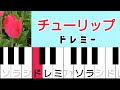 チューリップ🌷ドレミ付き簡単ピアノ 超初心者