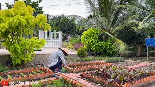 Vườn rau hôm nay đã xanh trở lại, bữa cơm cây nhà lá vườn