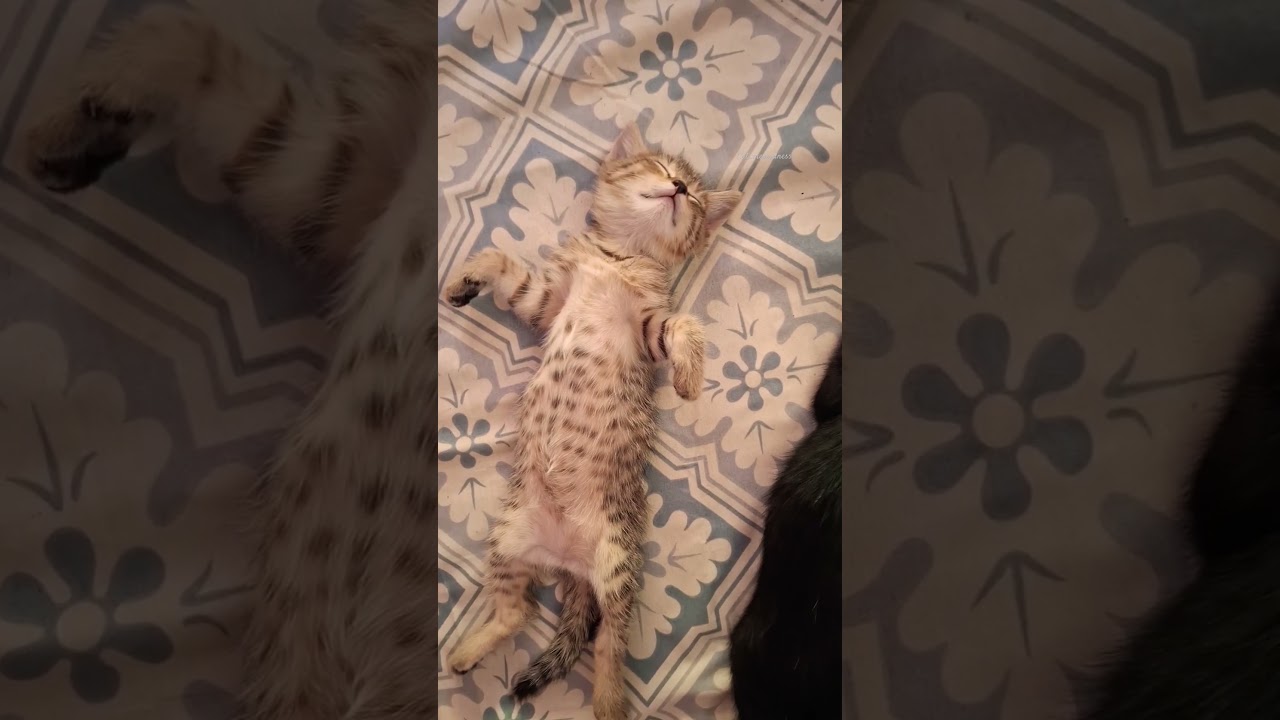 cutie pies #cat #kitten #catlover #cutecat #cute #funny #trending #trendingshorts #viralvideo #baby