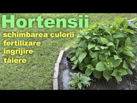 Video: Hortensie albastră: plantare și îngrijire. Cum să îngrijești hortensia albastră