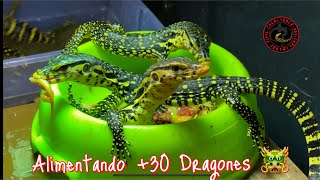 ALIMENTANDO MAS DE 30 DRAGONES 🐉🐲😱