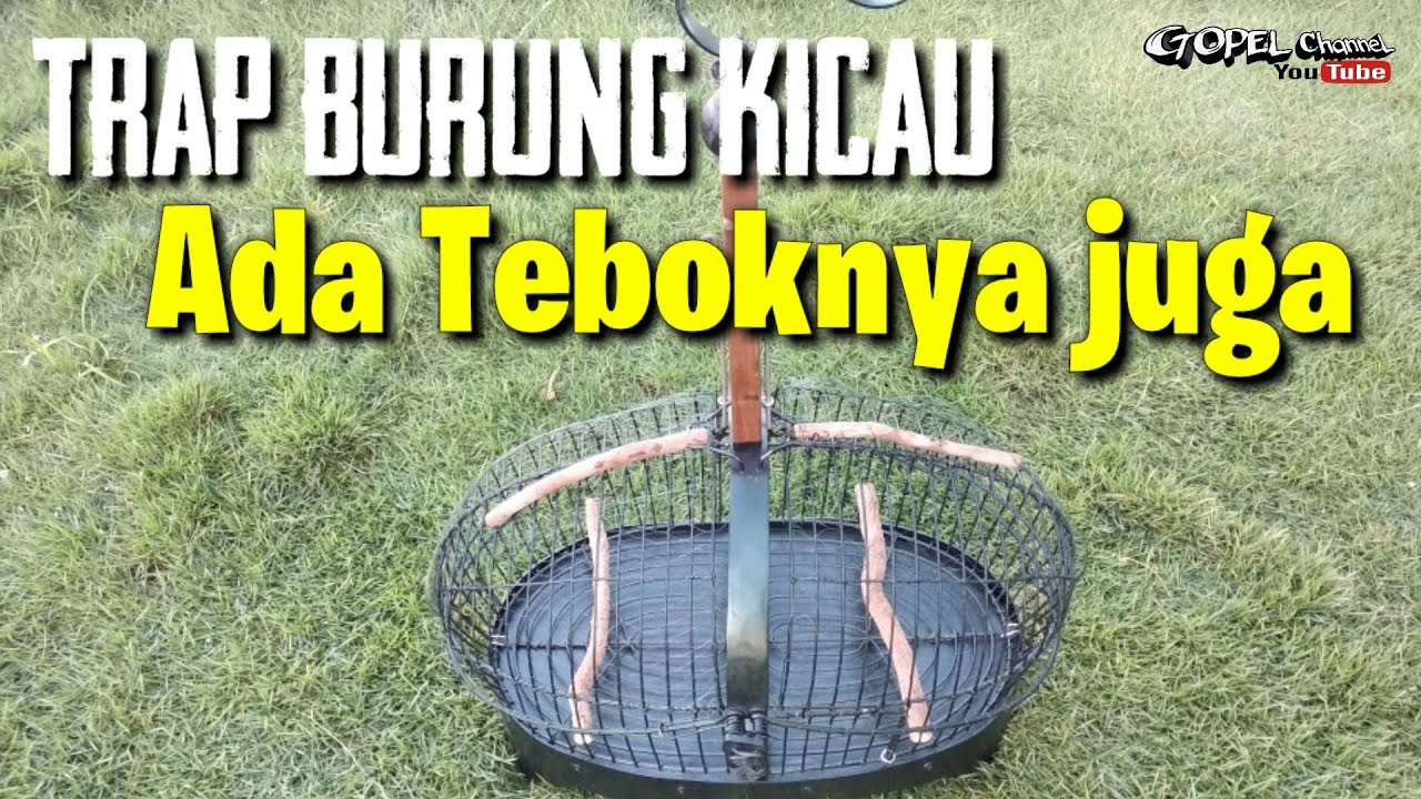 Membuat jebakan/trap burung kicau. Bisa buat sangkar burung juga.