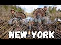New york turkey hunting  public land double