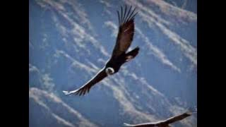 El cóndor pasa (instrumental)