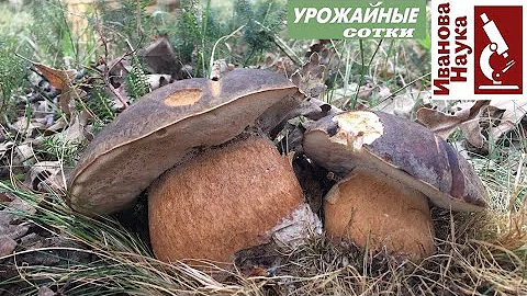 Бомбический и ПРОСТОЙ способ выращивания ГРИБОВ на участке. Попробуйте и получится!