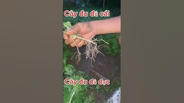 Chia sẻ kinh nghiệm thực tế chọn hạt đu đủ đực, cái và cái kết. #shorts  , #nature, #dudu  , #share