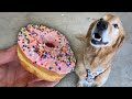 Making Doggy Friendly Donuts! 🍩🐶 With Cassey Ho