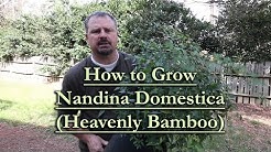 How to grow Nandina Domestica (Heavenly Bamboo)