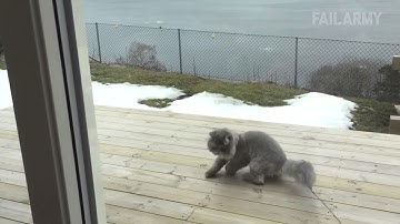 Funny Cat Fails Compilation || by FailArmy 2016 part 4