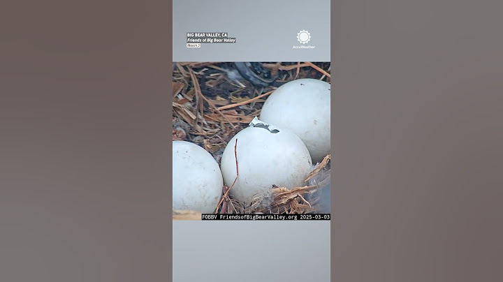 Eggs Are Hatching in Jackie & Shadow's Eagle Nest!
