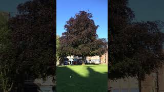 Educational videos on nature (Copper Beech tree - May 2017)