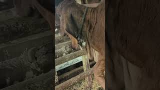 lumpy Skin disease in gir cow calf LSD