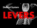 Understanding Levers in Anatomy and Physiology