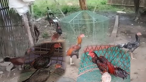 Coj peb lo saib kv cov qaib sib ncaws 20/08/2022