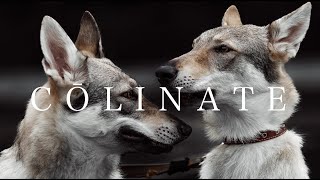 Czechoslovakian Wolfdogチェコスロバキアン・ウルフドッグBy COLINATE/コーリネイト