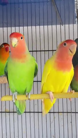 Lovebirds sounds | lovebirds singing 🦜🐦🤗 #shorts #youtubeshorts #lovebirdmutation