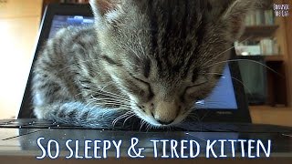 So sleepy & tired kitten by Jonasek The Cat 10,276 views 8 years ago 1 minute, 58 seconds