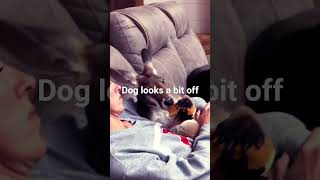 your dog doesn't look quite right #dog #roo.               he has changed, we approve.
