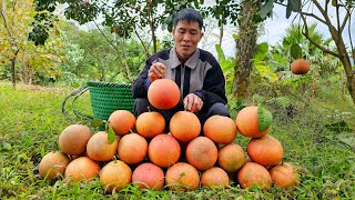 Harvesting Red Grapefruit Garden Goes to the market sell - Taking care of pets | Solo survival