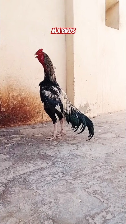 Aseel rooster voice #aseel #shorts #viral #subscribe #trending